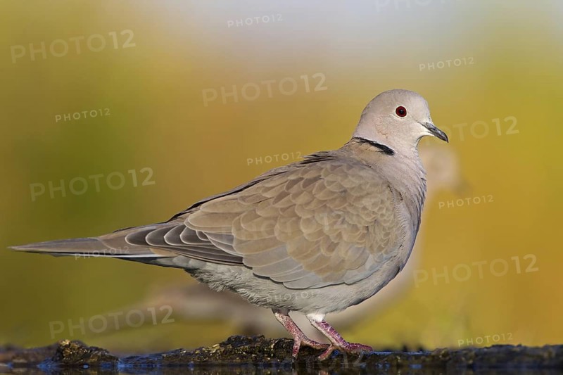 Eurasian Collared Dove (Streptopelia decaocto), Rhineland-Palatinate, Germany