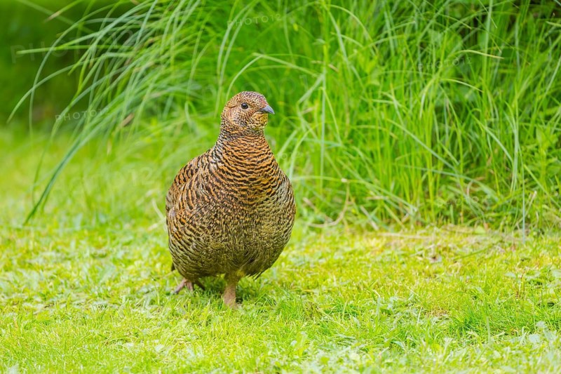 A female Black Grouse (Tetrao tetrix) stands on a green meadow