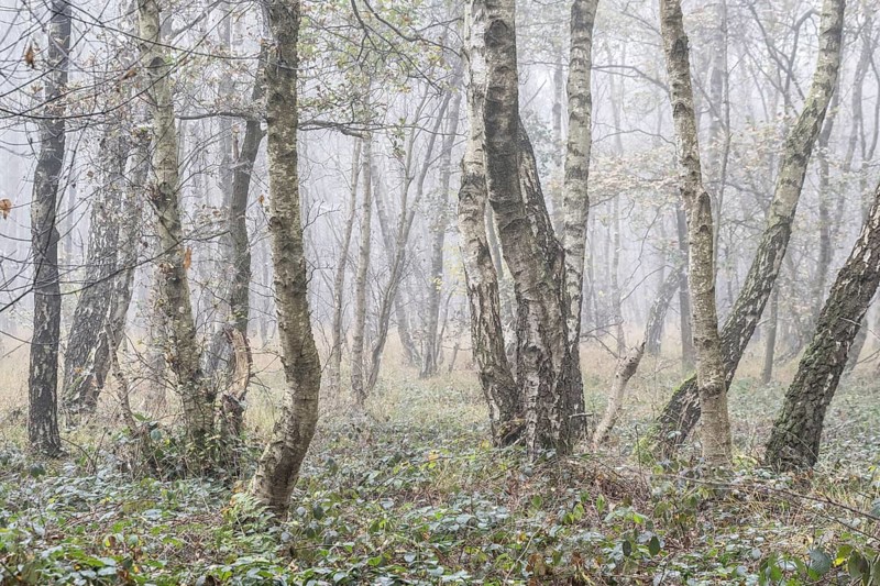 Fog in birch quarry forest (Betula pendula), Emsland, Lower Saxony, Germany