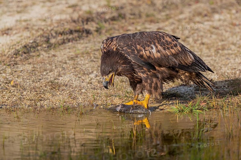 One white-tailed eagle (Haliaeetus albicilla) sitting lakeshore in early light, feeding on a common carp.Full reflection of the bird in the water