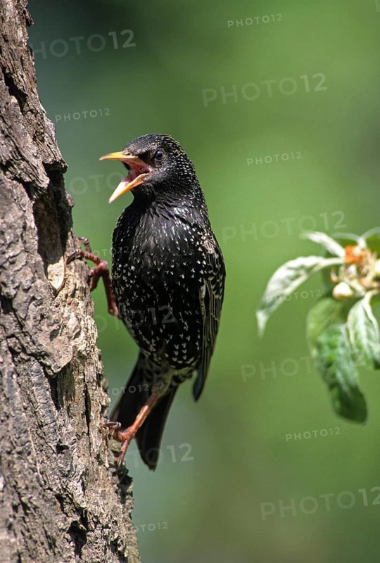 Star, Starling, Sturnus Vulgaris, Birds, Breed, Breeding, Female, Feeding, High Size, Portrait, Passeri, Songbirds, Birds, Female