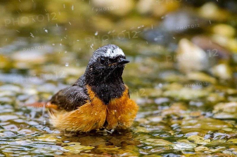 Common Redstart (Phoenicurus phoenicurus) male bathing at little stream, Mecklenburg-Western-Pomerania, Germany