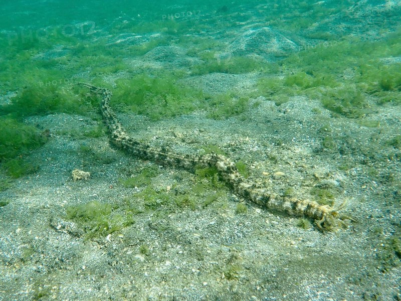 Feather mouth sea cucumber (Synapta maculata) on an algae-covered sandy seabed, Secret Bay dive site, Gilimanuk, Bali, Indonesia