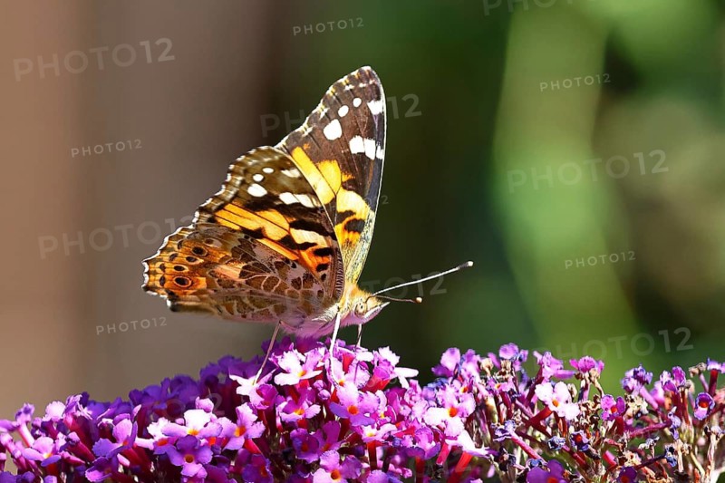 Cabbage white butterfly (Vanessa cardui) on a buddleia (Buddleja davidii) flower, wings closed, underside of wings, close-up, wildlife, insects, butterflies, diurnal butterflies, Wilnsdorf, North Rhine-Westphalia, Germany