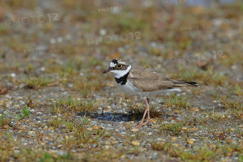 Little Ringed Plover (Charadrius dubius) adult bird standing on the lakeshore, Lake Neusiedl National Park, Burgenland, Austria
