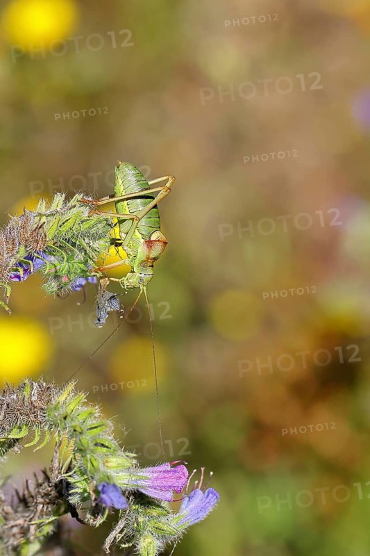 Steppe saddle grasshopper, steppe saddle grasshopper (Ephippiger ephippiger), male, on Viper's bugloss (Echium vulgare), with bokeh in the background, leafhoppers, long-fingered grasshoppers, Red List of Germany, specially protected species, critically endangered, Cochem, Moselle, Rhineland-Palatinate, Germany