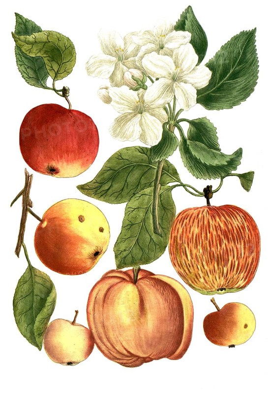 Botany, plants, Malus domestica, apple, variations