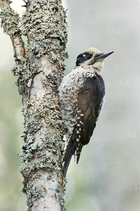 Eurasian Three-toed Woodpecker (Picoides tridactylus) male, Finland