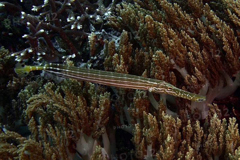 Long, striped Chinese trumpetfish (Aulostomus chinensis), camouflaged between brown soft corals, dive site SD, Nusa Ceningan, Nusa Penida, Bali, Indonesia