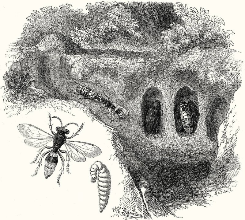 Cerceris rybyensis, ornate tailed digger wasp, hunting bees