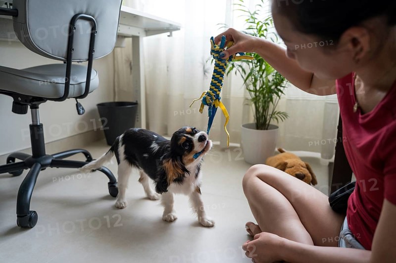 A young woman is training her Cavalier King Charles Spaniel at home, using a colorful toy to engage the dog. The setting is relaxed, with natural light enhancing the scene