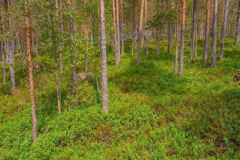 View of a Norwegian forest, Kviteseid, Telemark, Norway