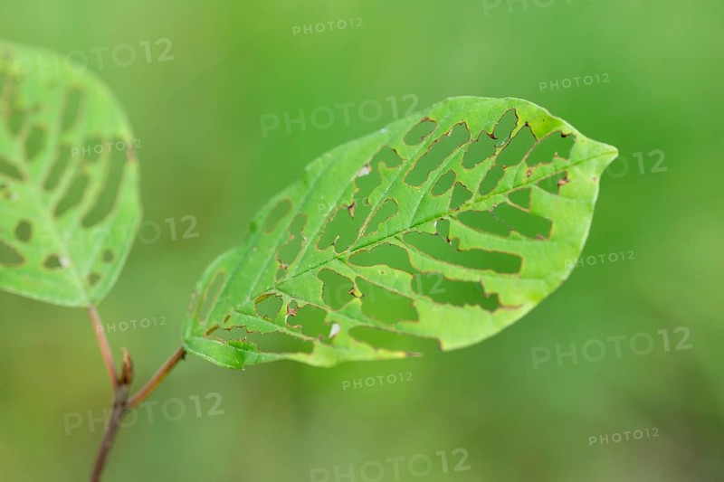 Buckthorn (Rhamnus frangula), leaf with feeding traces of a caterpillar, Lower Saxony, Germany