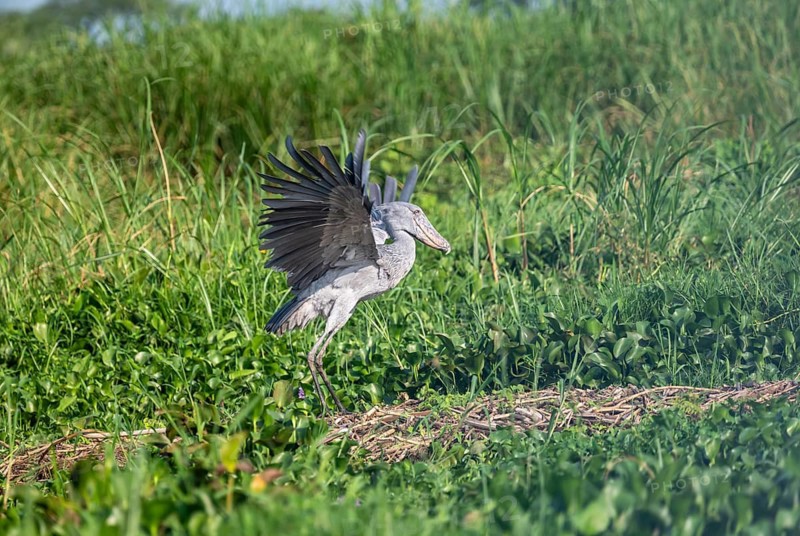 A shoebill (Balaeniceps rex) stands by its nest in the reeds, at the mouth of the Victoria Nile, Murchison Falls National Park, Uganda