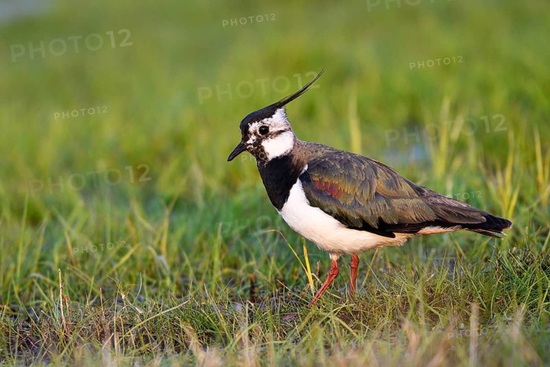 Northern lapwing (Vanellus vanellus), in a wet meadow, Dümmer, Lower Saxony, Germany