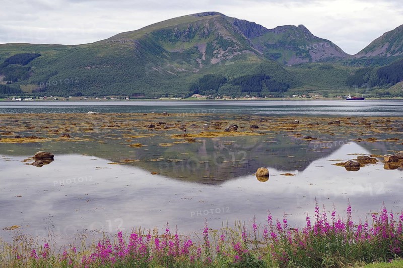 Mountain landscape reflected in coastal water with purple flowers in the foreground, arctic willow roses, Andoeya, Sortland, Risoyhamm, Norway