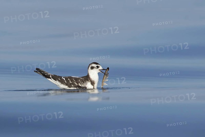 Little Gull (Hydrocoloeus minutus) juvenile, Lake, Constance, Switzerland