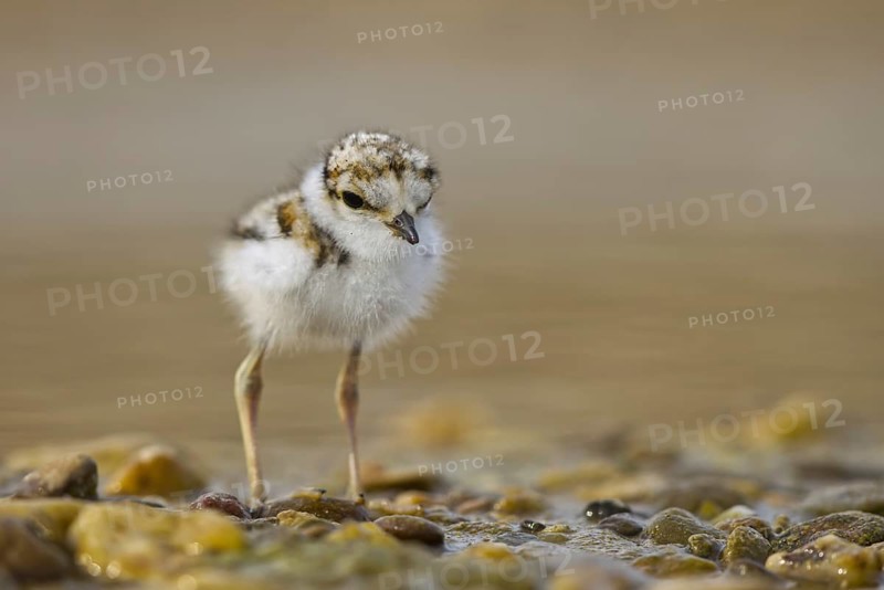 Little Ringed Plover (Charadrius dubius) chick, North Rhine-Westphalia, Germany