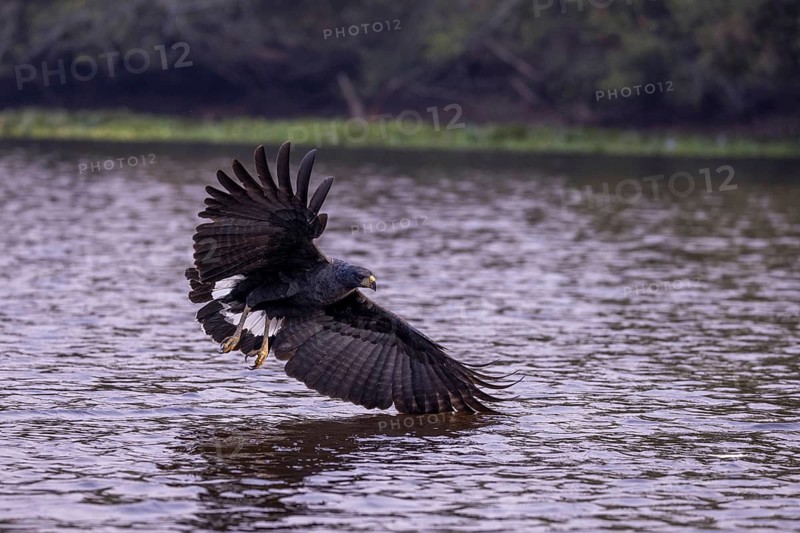 Black buzzard (Buteogallus urubitinga), approaching prey, Pantanal, Brazil