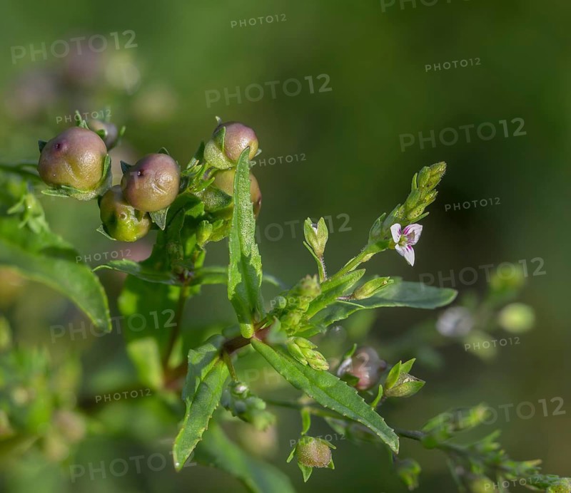 Pale Gauchheil Honorary Prize, Reddish Water Honorary Prize, Veronica Catenata, Water Honorary Prize, Flora, Plants, Pink Water Speedwell, Plants