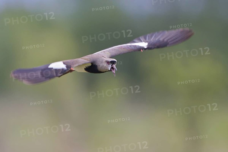 Southern Lapwing (Vanellus chilensis) in flight in Bolivia, South America