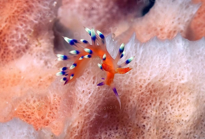 Tropical thread nudibranch (Flabellinna exoptata) Thread snail Nudibranch, shell-less marine snail, Pacific, Moluccas, Indonesia