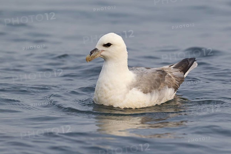 Northern Fulmar (Fulmarus glacialis), Iceland