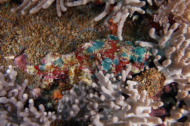 A colourful humpback scorpionfish (Scorpaenopsis diabolus) hides between corals in a coral reef, dive site Toyapakeh, Nusa Ceningan, Nusa Penida, Bali, Indonesia