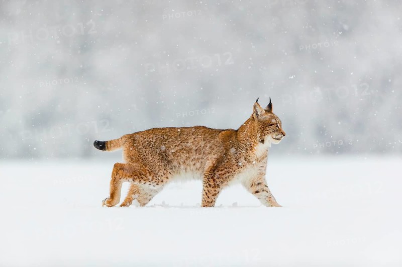 One young male Eurasian lynx, (Lynx lynx), walking over a deep snow covered meadow with a forest in the background