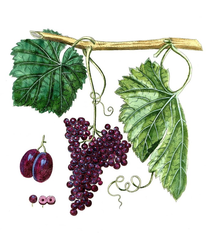 Vitis corinthiaca, small-berried vine, corinthia, digital reproduction of a historical model, between 1790 and 1810