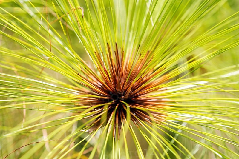 True papyrus sedge (Cyperus papyrus), Madeira, Portugal