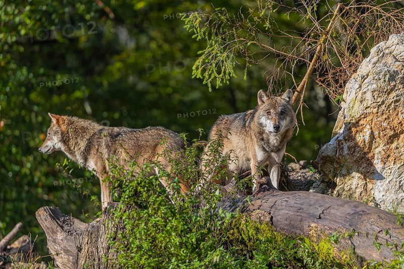 Two eurasian gray wolf (Canis lupus lupus) standing on a log in front of a white rock between green vegetation, observing the area