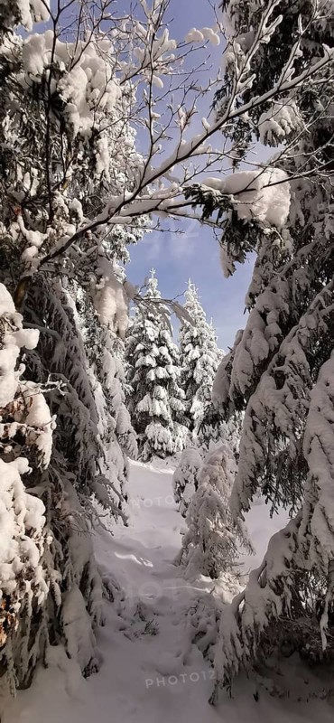 A snowy path leads through a forest surrounded by trees under clear skies, Frankenwald nature park Park
