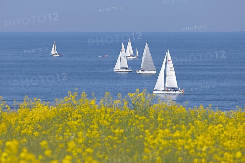 Sailing boats, rapeseed field, Baltic Sea, Altbülk, beaches, Schleswig-Holstein, Germany