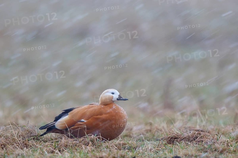 Ruddy Shelduck (Tadorna ferruginea), North Rhine-Westphalia, Germany