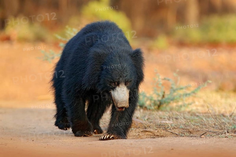 Sloth bear, Melursus ursinus, Ranthambore National Park, India. Wild Sloth bear nature habitat, wildlife photo. Dangerous black animal in India. Wildlife Asia. bute Animal on the road Asia forest