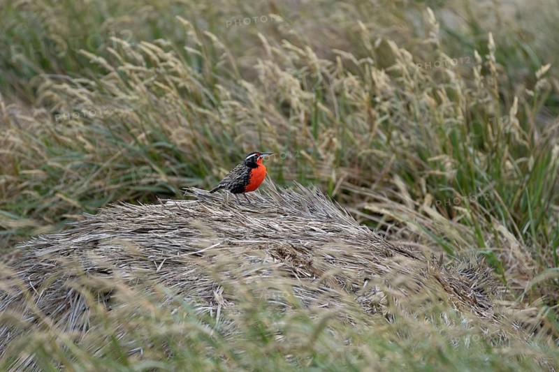 Long-tailed blackbird (Leistes loyca), male in breeding plumage, sitting on tufts of grass in meadow, Falkland Islands