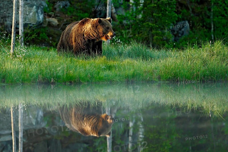 Big brown bear walking around lake in the morning sun. Dangerous animal in the forest. Wildlife scene from Europe. Brown bird in the nature habitat with water, Finland. Bear with reflection in water