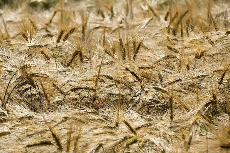 Barley