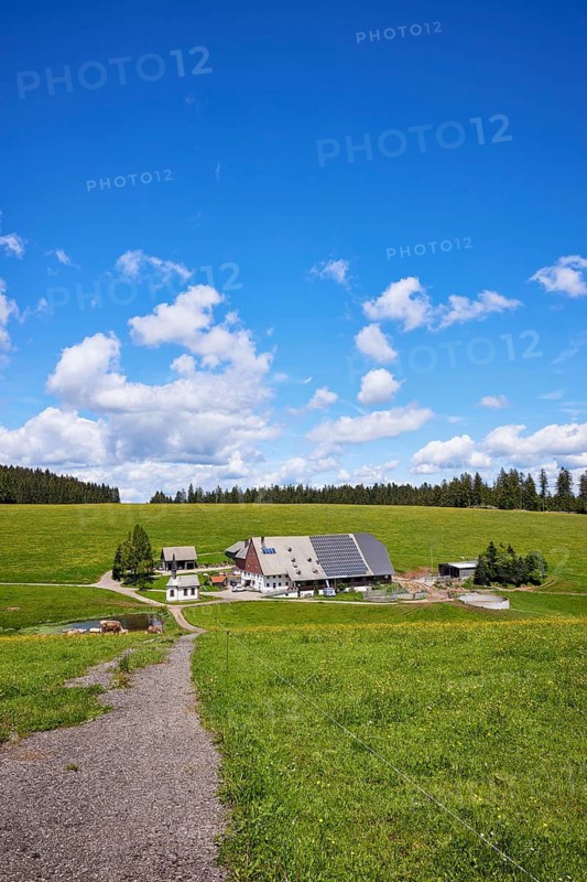 Path to a small farmstead in a landscape with meadows and forest under a blue sky with cumulus clouds in Furtwangen im Black Forest, Black Forest, Black Forest-Baar-Kreis, Baden-Württemberg, Germany