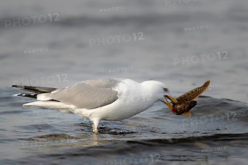 European Herring Gull (Larus argentatus) with Viviparous eelpout (Zoarces viviparous) prey in its beak, Smaland, Sweden