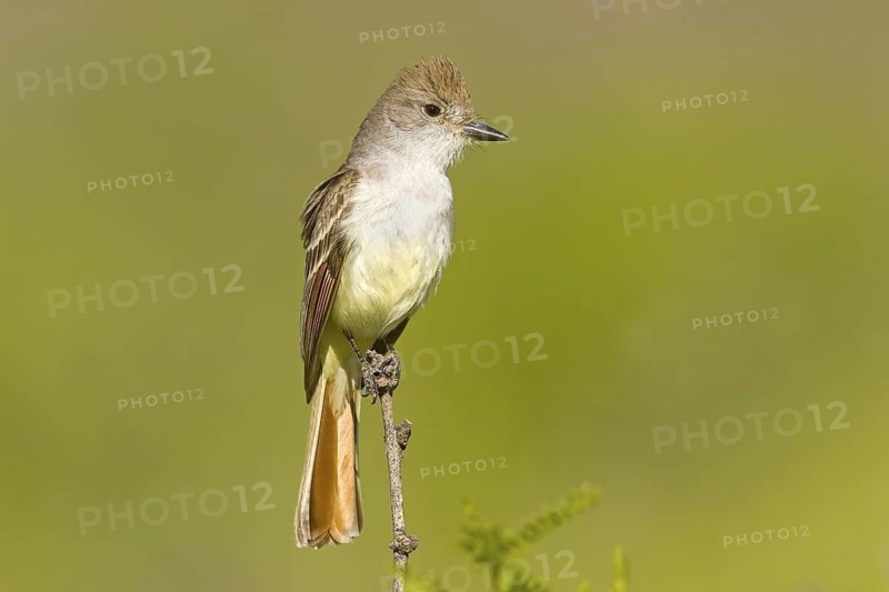 Ash-throated Flycatcher Myiarchus cinerascens Chiricahua Mountains, Cochise County, ARIZONA, United States 25 May Adult Tyrannidae