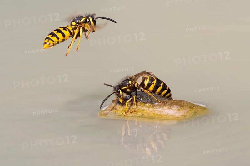 Wasps (Vespinae) in flight, Vechta, Lower Saxony, Germany