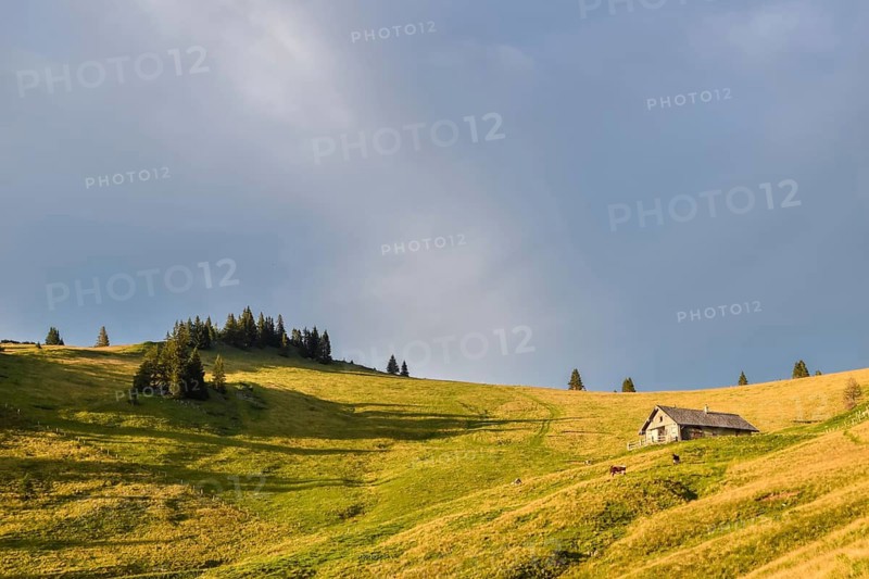 Evening atmosphere on the Hochalm with alpine hut and cows, Sonntagshorn, Chiemgau Alps, Salzburger Land, Austria