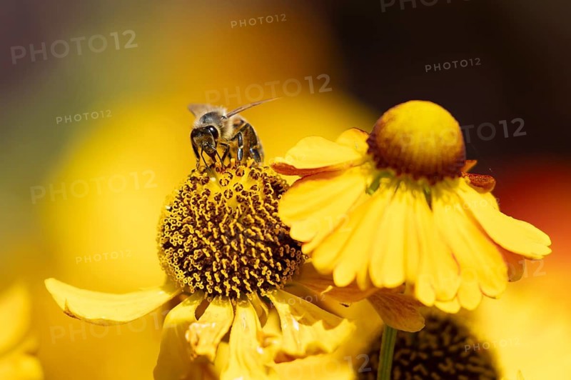European honey bee (Apis mellifera) adult insect feeding a garden yellow Helenium flower in summer, England, United Kingdom