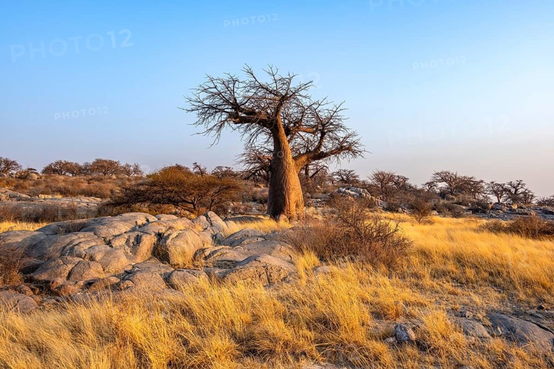 African baobab or baobab tree (Adansonia digitata), at sunrise, Kubu Island (Lekubu), Sowa Pan, Makgadikgadi salt pans, Botswana