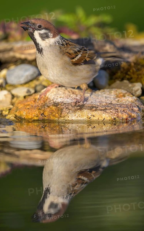 Tree sparrow (Passer montanus), drinking at the bird bath, biosphere reserve, Swabian Alb, Baden-Württemberg, Germany