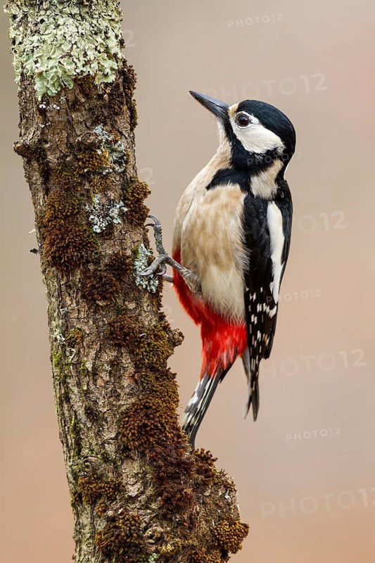 Great Spotted Woodpecker (Dendrocopos major) female, Asturias, Spain