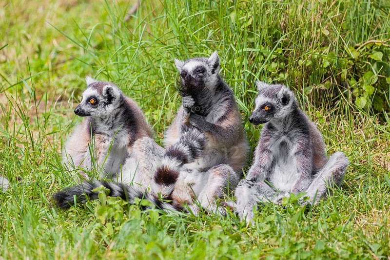 Three ring-tailed lemurs (Lemur catta) sit on a green meadow and enjoy the sunshine