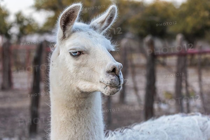 Domesticated alpaca livestock helps to protect goats from predators on a ranch in Sonora, Texas, USA